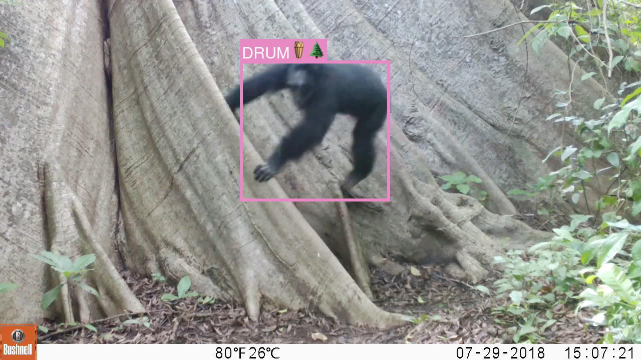 Chimp climbing tree