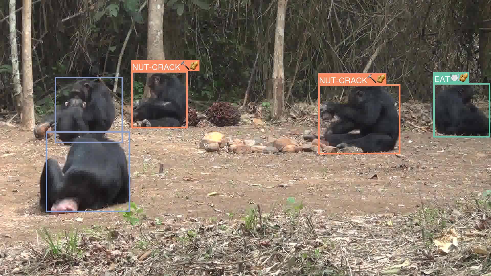 AI being used to monitor chimp behavior