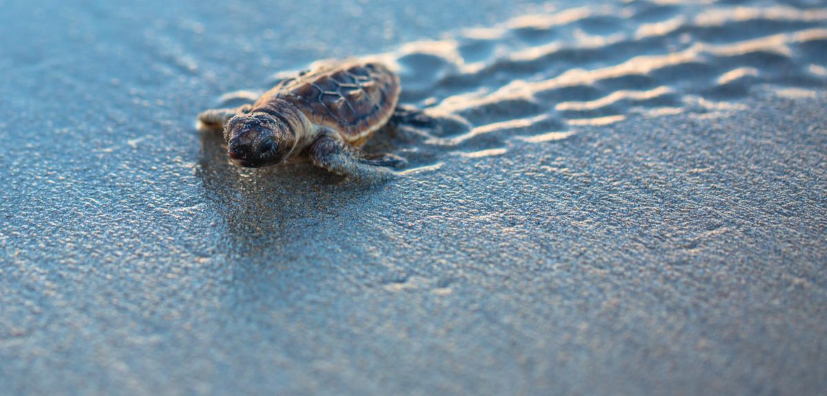 Turtle walking across beach