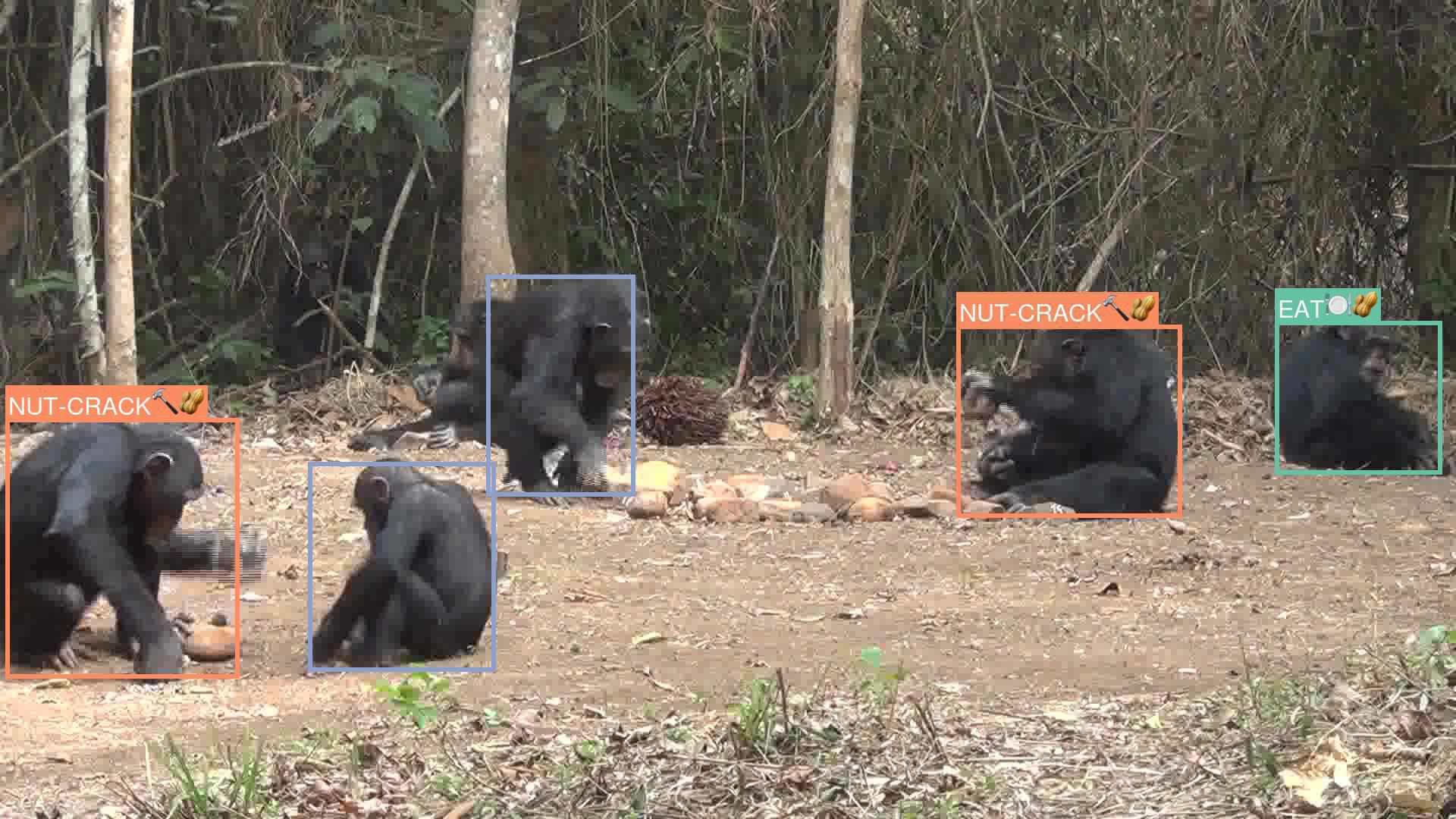 new artificial intelligence (AI) models developed to recognise behaviours of chimpanzees in the wild