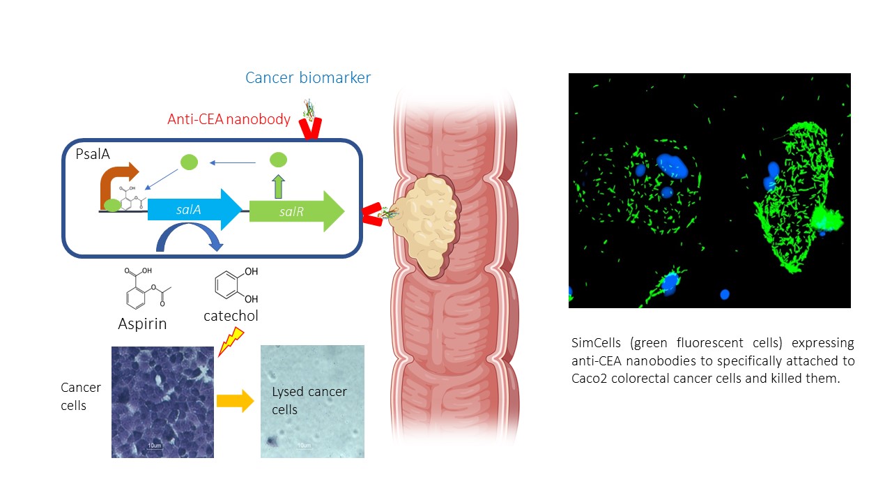 Simcell Cancer Therapy Illustration