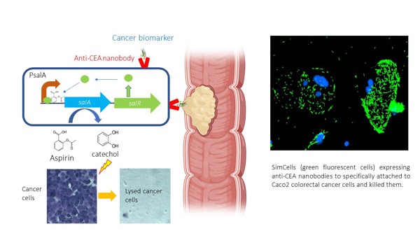 Simcell Cancer Therapy Illustration