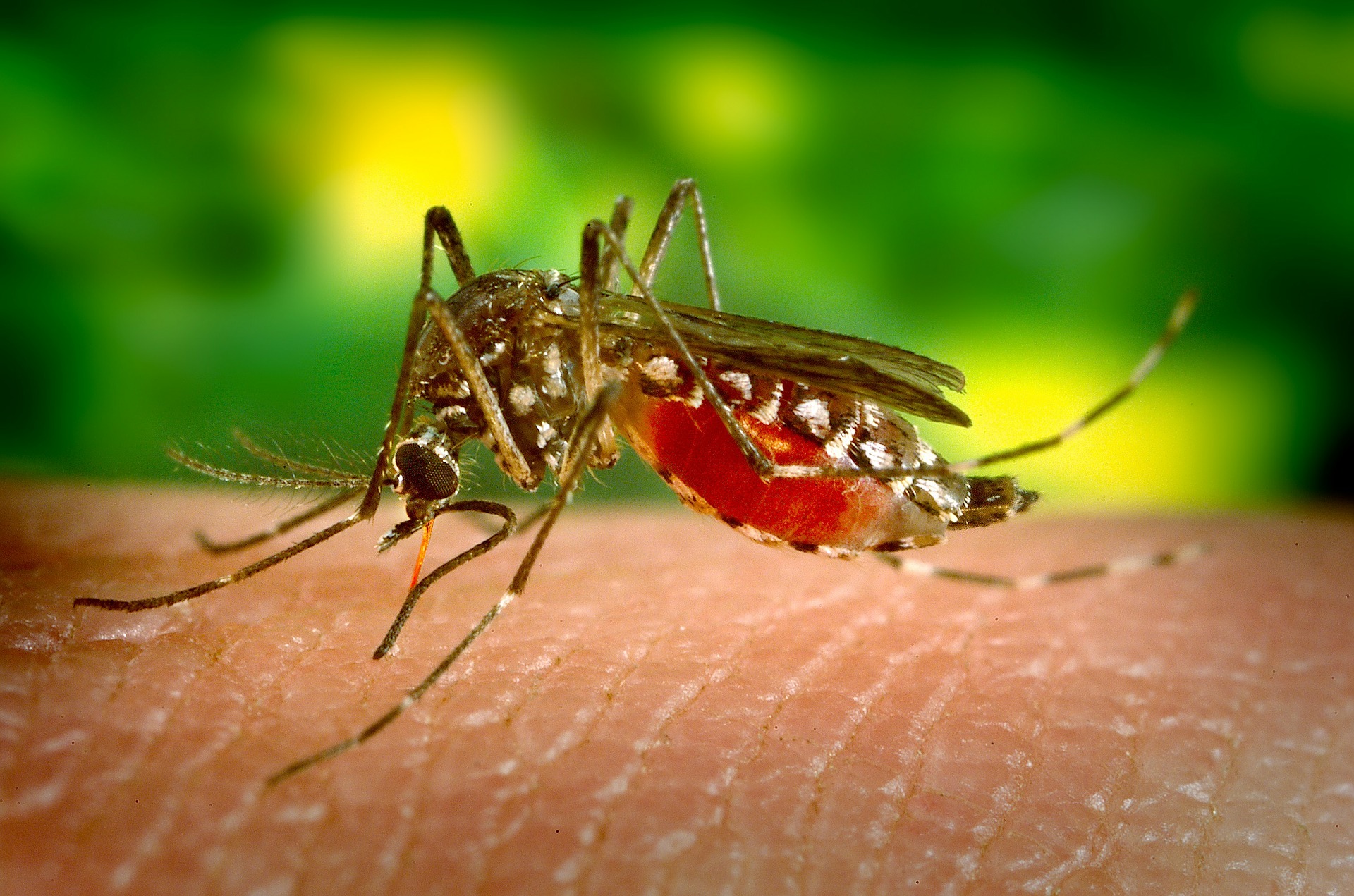 A mosquito on human skin