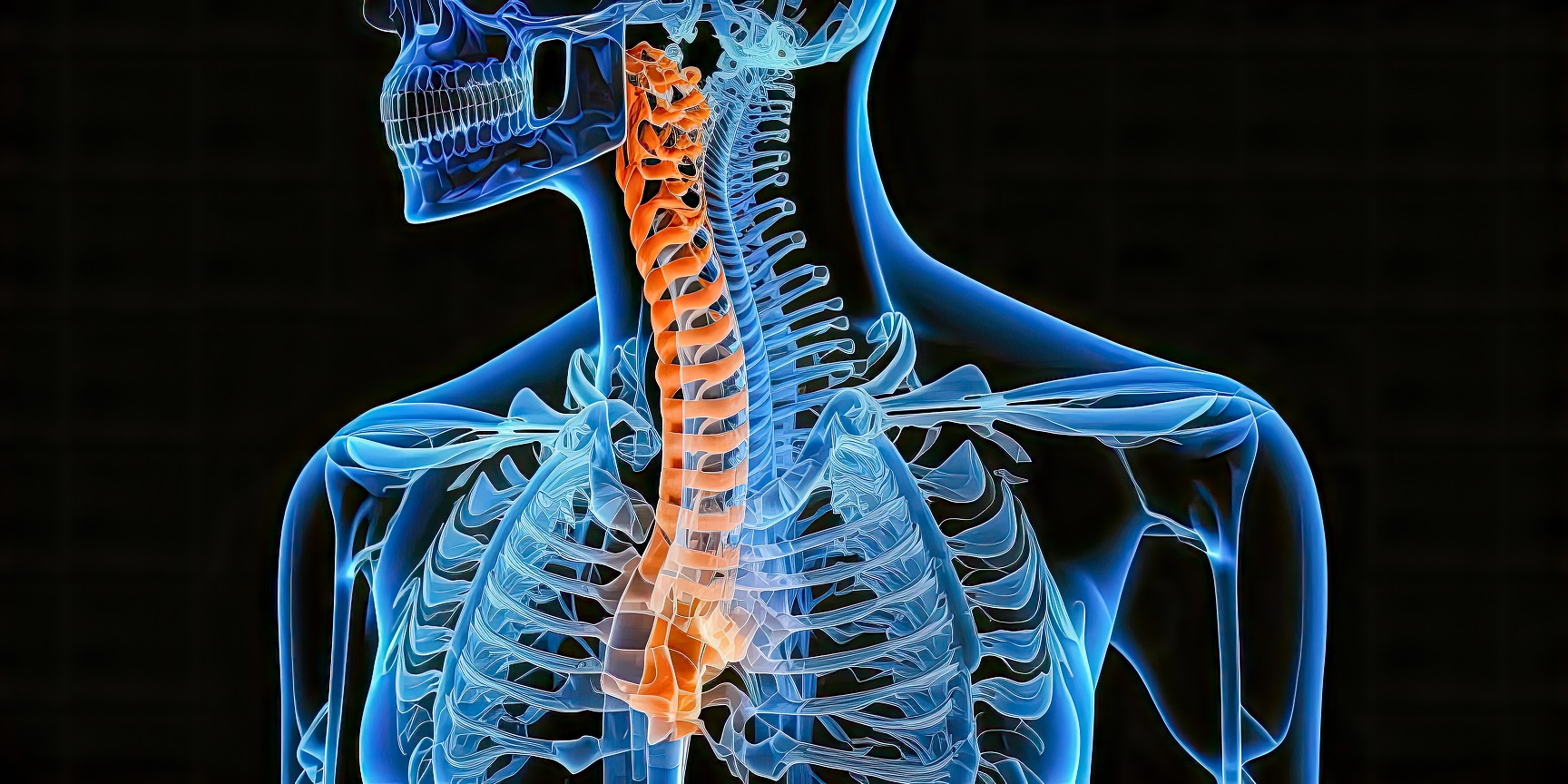 oesophagus graphic