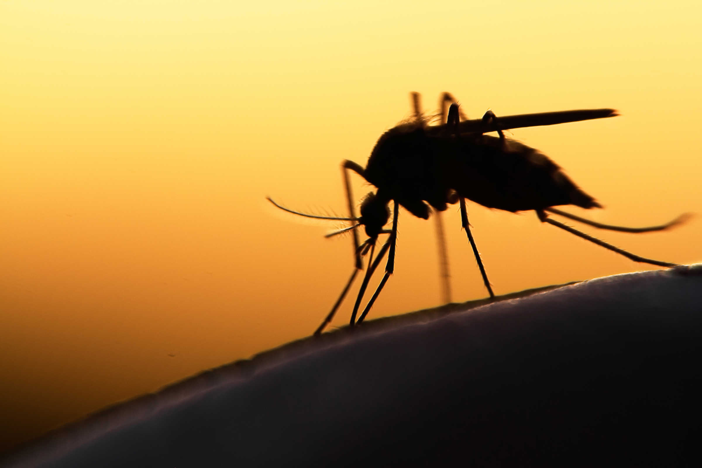 Mosquito 