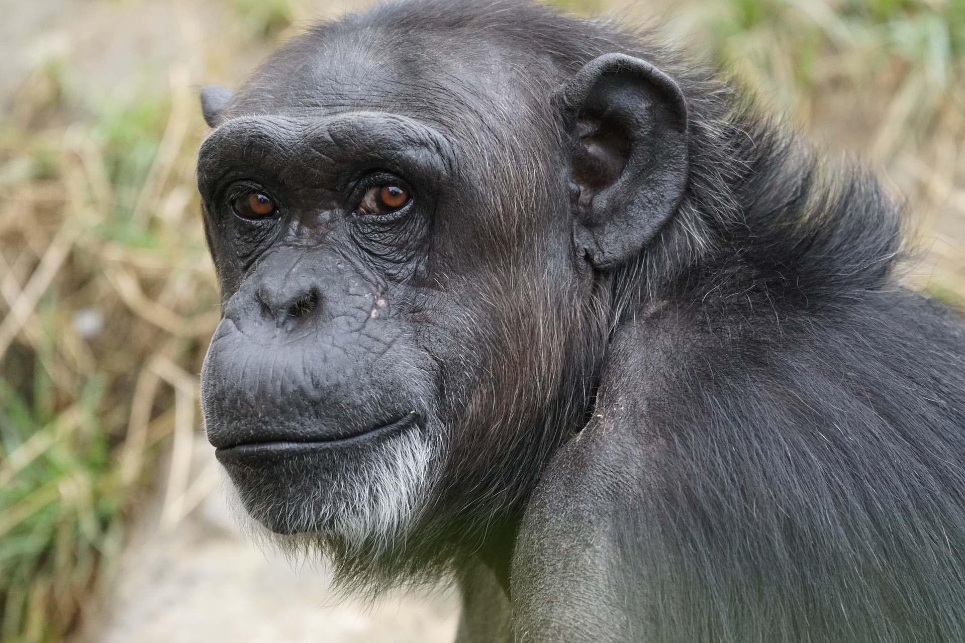 Stock photo of a chimpanzee