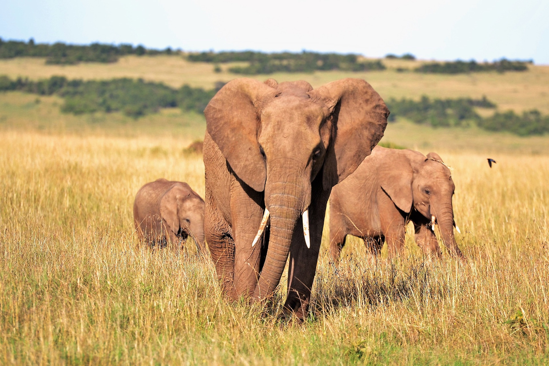 Tracking elephants using the vibrations they make through the ground