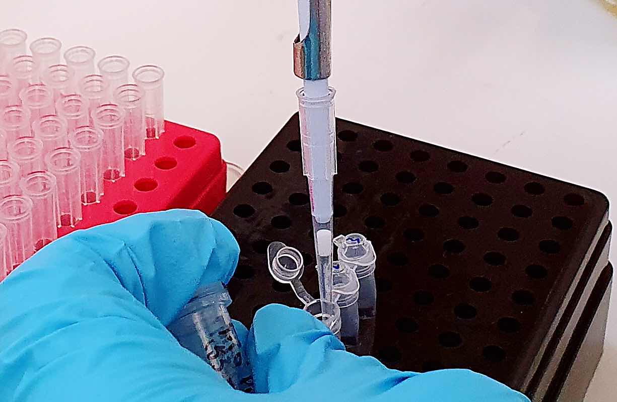A researcher inserting saliva samples into vials for the rapid COVID 19 test