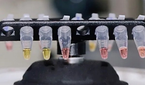 Vials containing saliva samples for test which uses a simple colour change to identity presence of the Covid-19 virus. A positive sample changes from pink to yellow