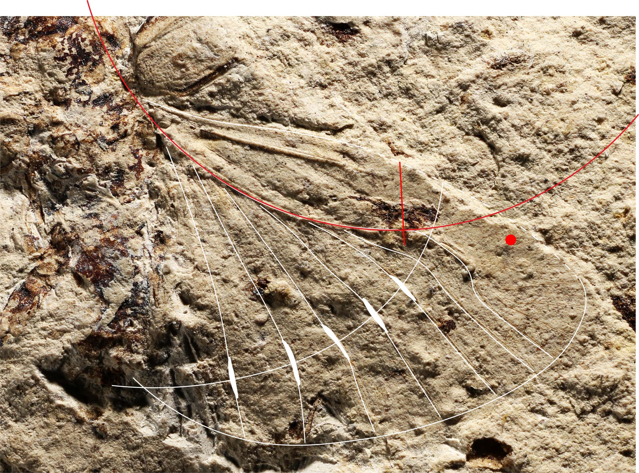 Fossil hind wing for a protelytropteran insect with wing venation highlighted