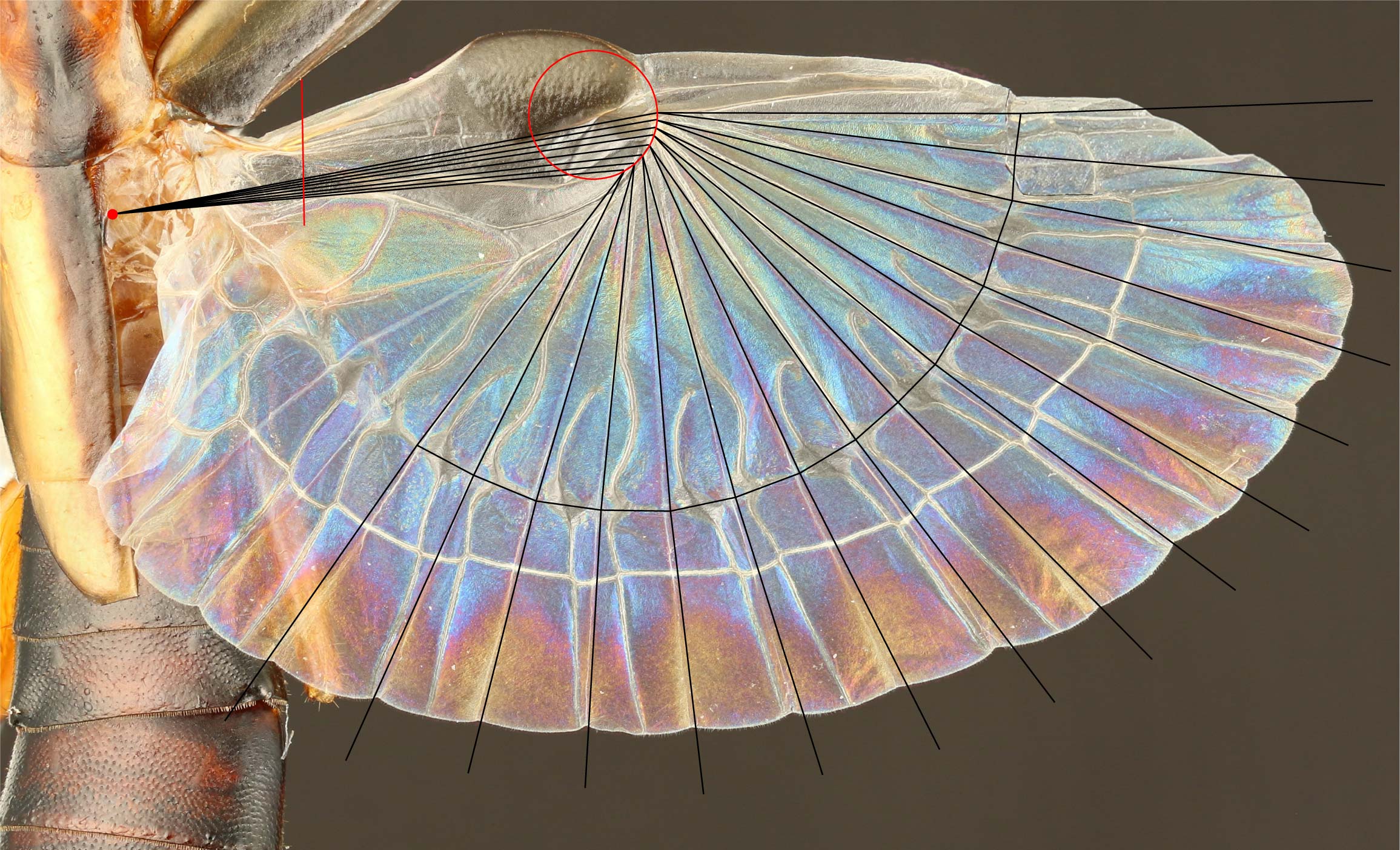 Schematic for the new design method projected onto the hind wing of an earwig