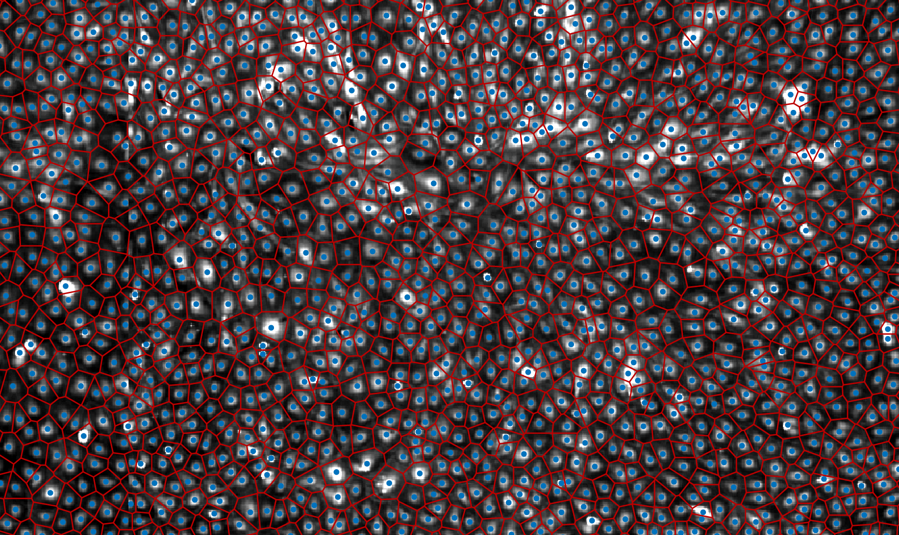 Network of biological cells