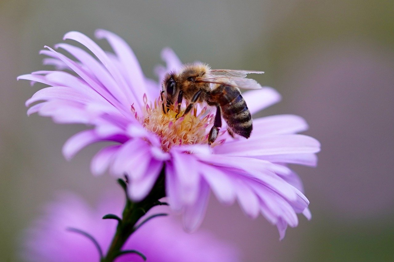 bee on a flower photo