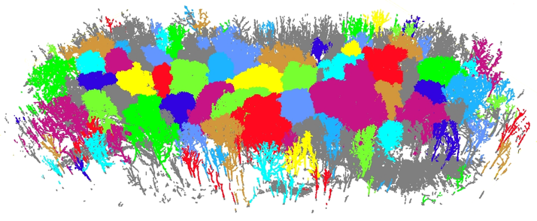 Terrestrial LiDAR scan of Wytham Woods, as seen in LiDAR360.