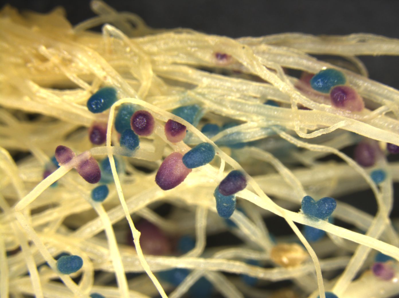 Plant root with stained nodules, courtesy of Raphael Ledermann, Department of Plant Sciences 