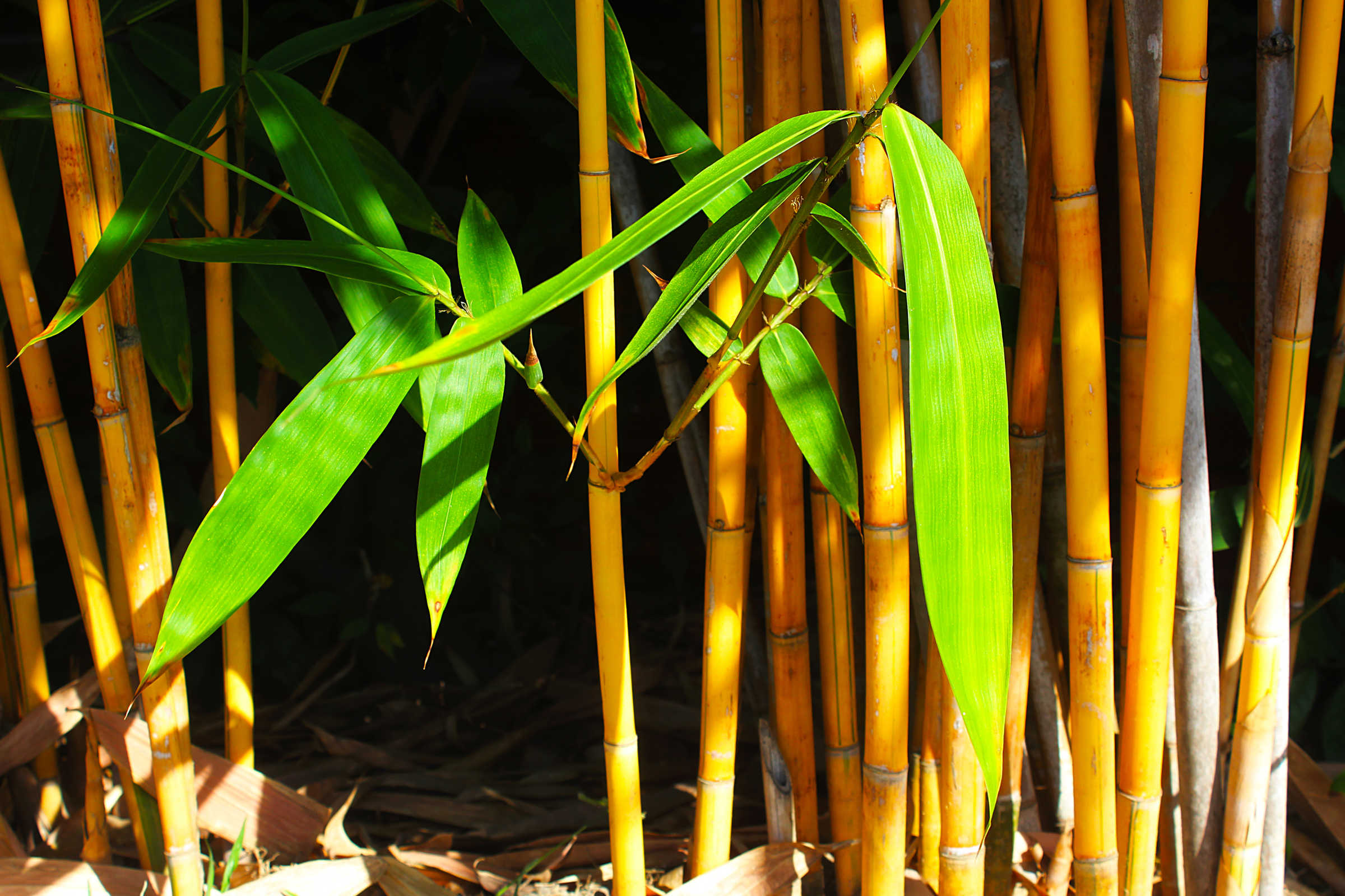 Golden bamboo trees