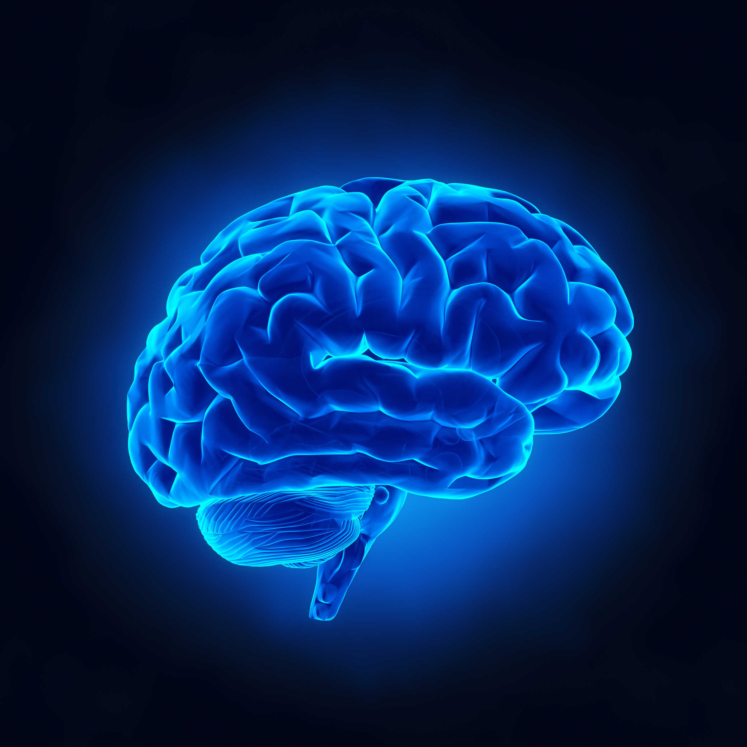 Human brain in x-ray view