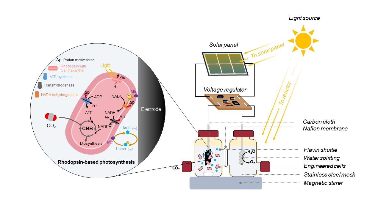 Construction of an artificial photosynthesis system by integrating a photo-electrochemical system with genetically engineered cells expressing rhodopsin and an outer-membrane proteins MtrCAB