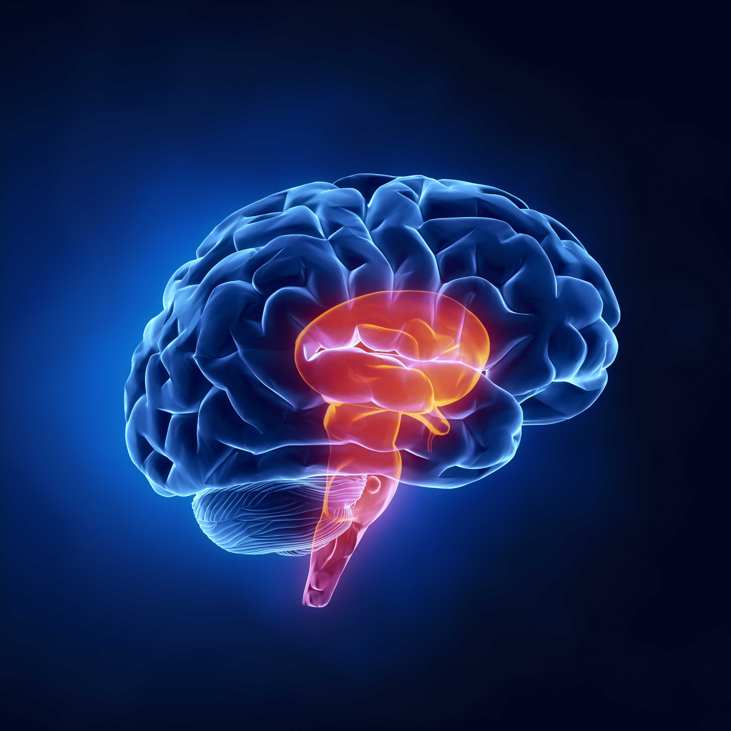 Brain showing stem highlighted