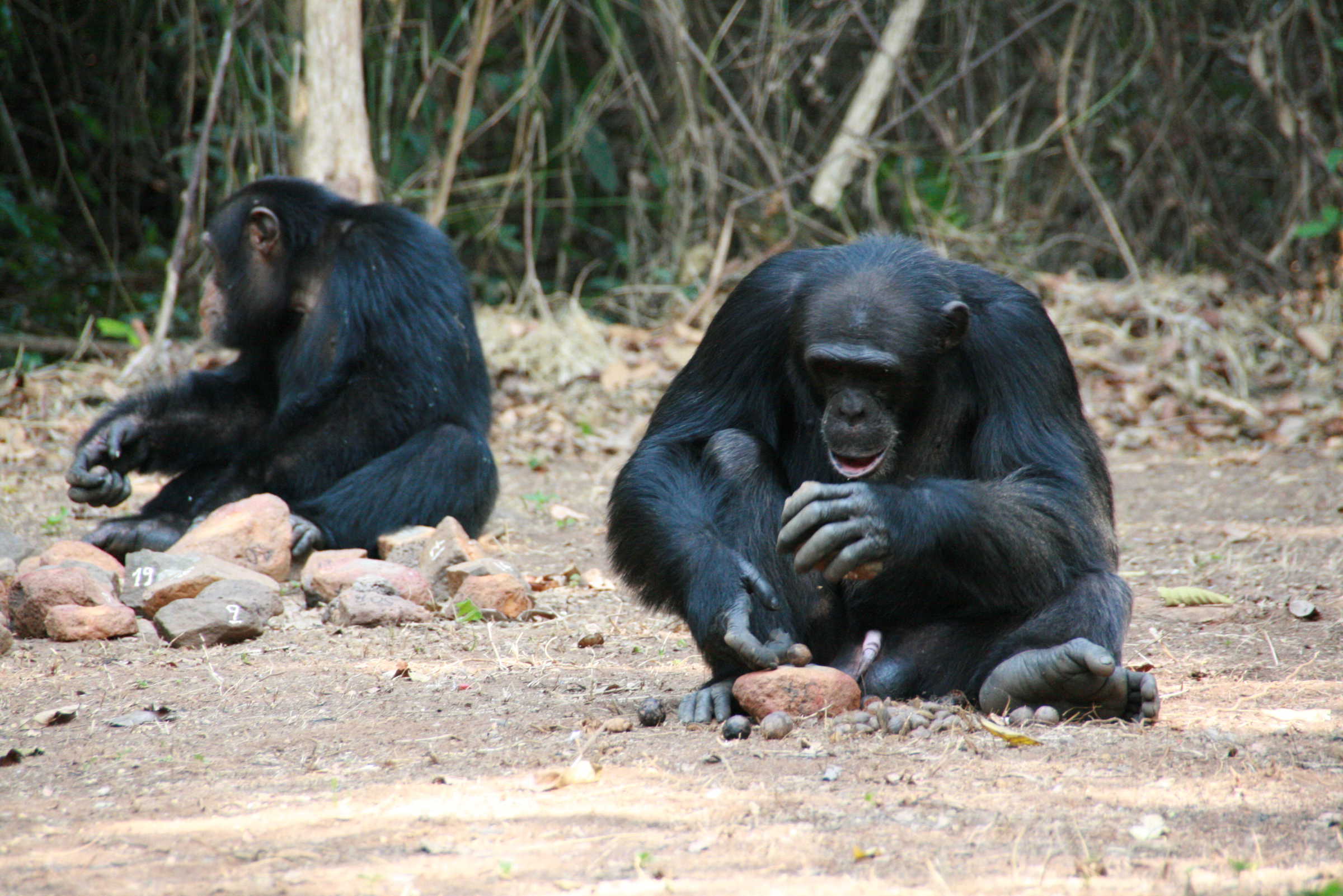 Picture of two chimps